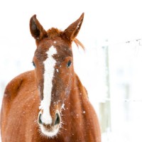 argentina ski horse