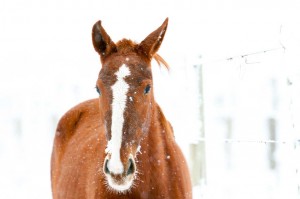 argentina ski horse